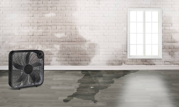Best Flood damage cleanup  in Roman Forest, TX